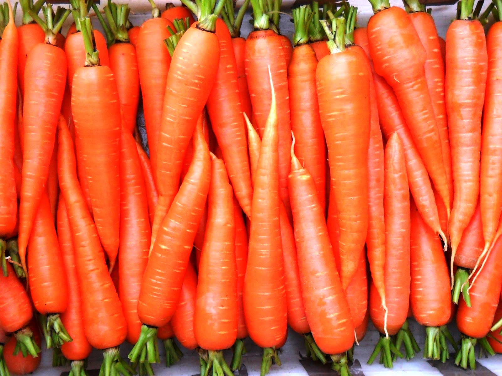 Морковь в черноземье. Морковь оранжевый Мускат Гавриш. Морковь Нантик Резистафлай f1. Морковь Лагуна. Морковь сорт минор.