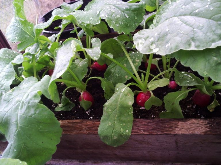 Почему редис хорош для выращивания на балконе