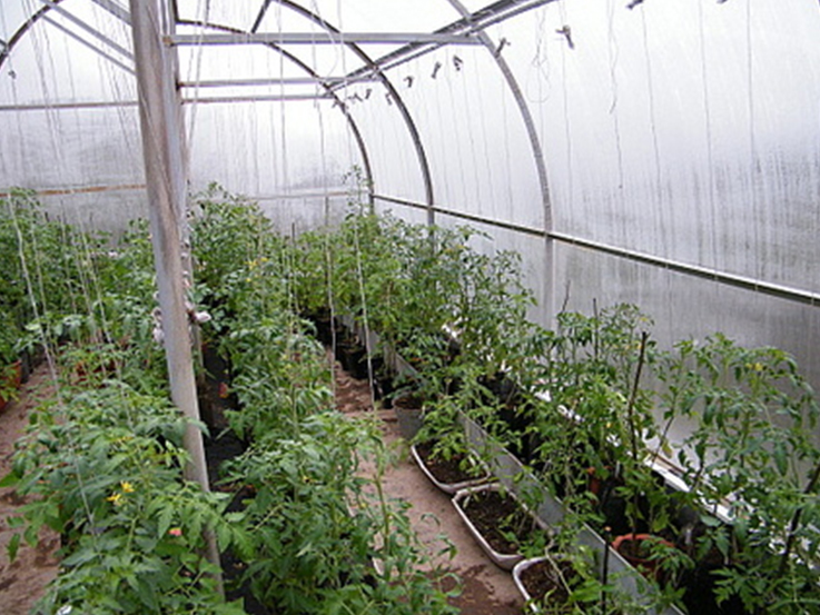 Особенности выращивания помидор в теплице из поликарбоната